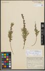 Foto von Salix repens subsp. rosmarinifolia (L.) Andersson